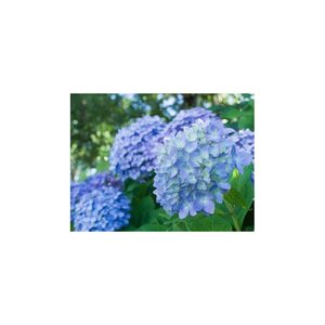 만들기수업 패턴블럭 조립퍼즐 어려운퍼즐 천연 식물 꽃 블루 3 홈 장식 풍경 캐주얼 퍼